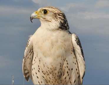 荷魯斯Ultramarinum超海洋手表-復(fù)刻表